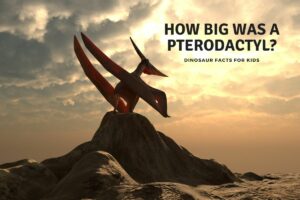 How big was pterodactyl