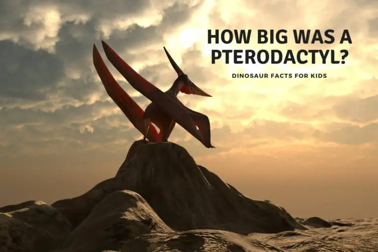 How Big Was a Pterodactyl?