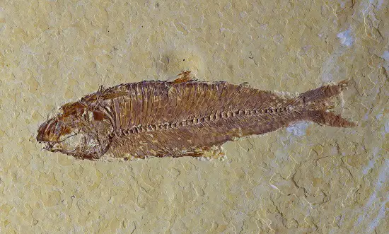 Knightia state fossil of Wyoming