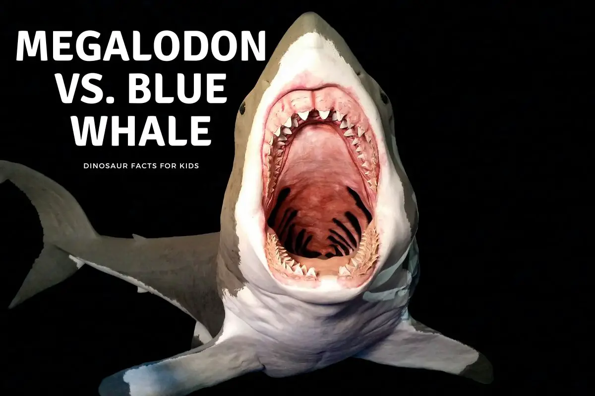 Megalodon vs blue whale