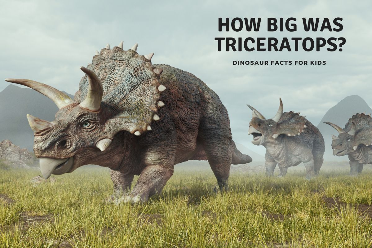 how big was a triceratops