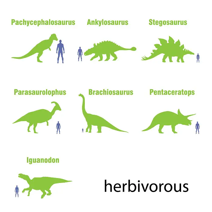 How big was a stegosaurus