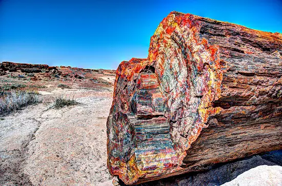 State fossil of texas
