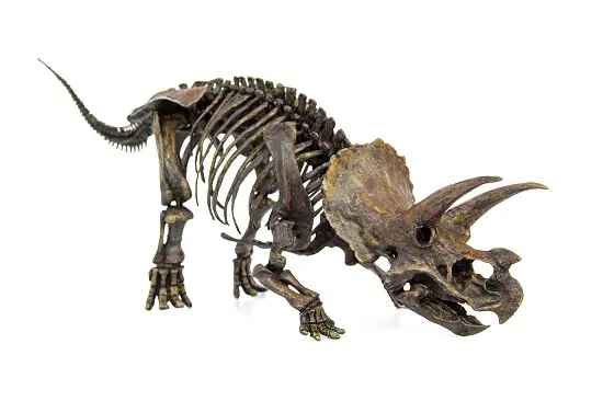 How Big Was A Triceratops Skull?