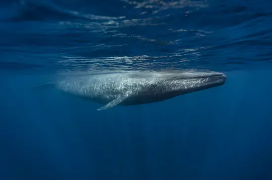 Megalodon vs blue whale