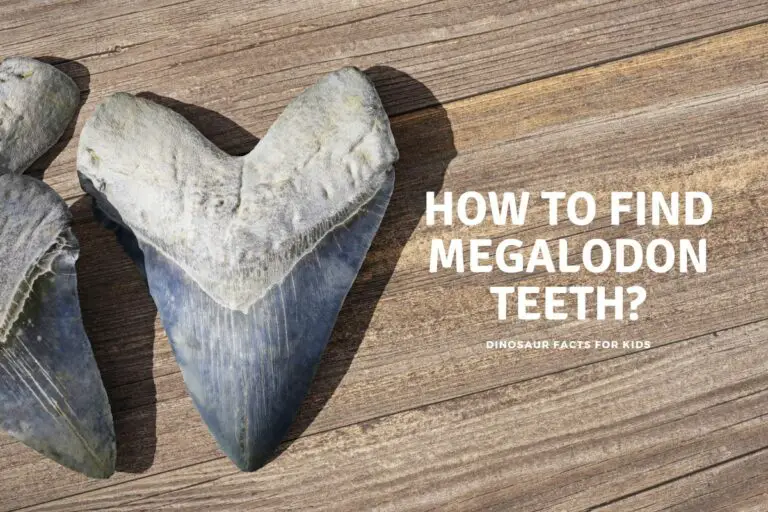 How to Find Megalodon Teeth?
