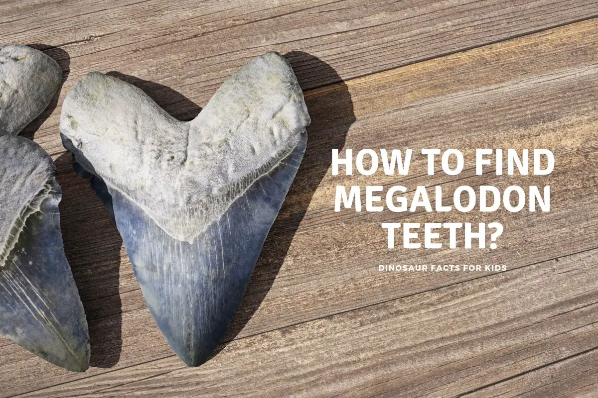 How to Find Megalodon Teeth
