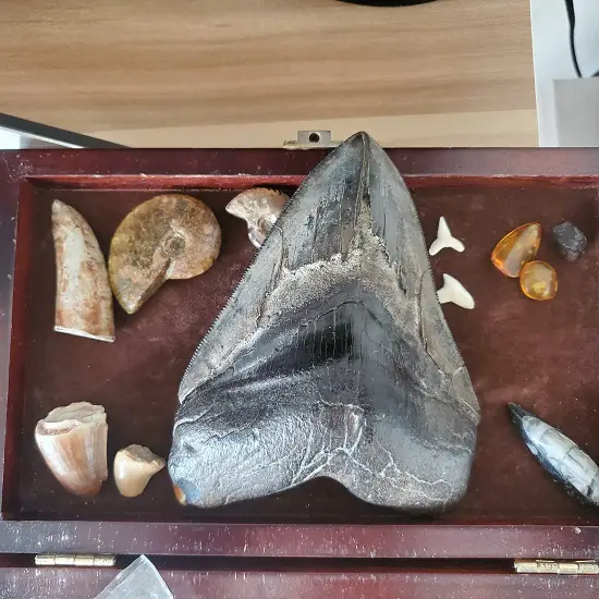 Megalodon tooth with other fossils bite force