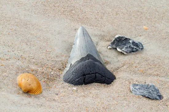 How to Find Megalodon Teeth