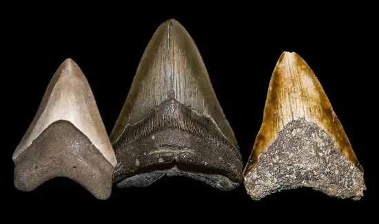How to Find Megalodon Teeth