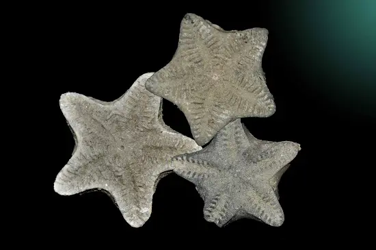 State fossil of missouri