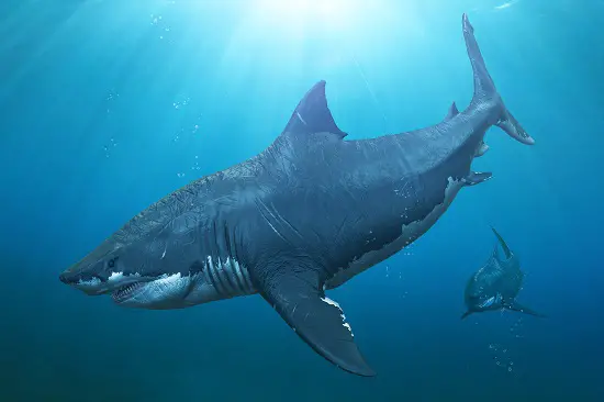 what was megalodon bite force