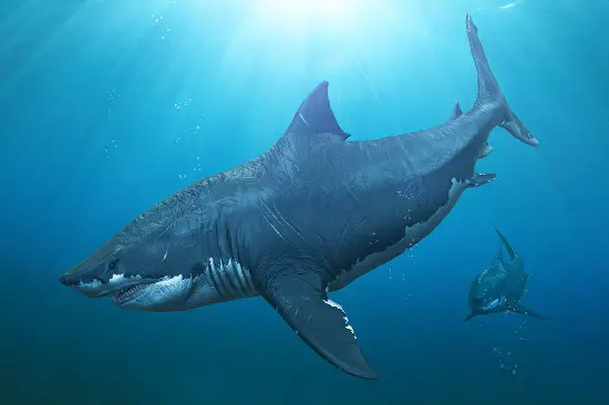 Are Megalodon Alive Today?