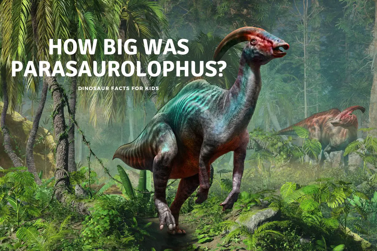 How Big Was Parasaurolophus?