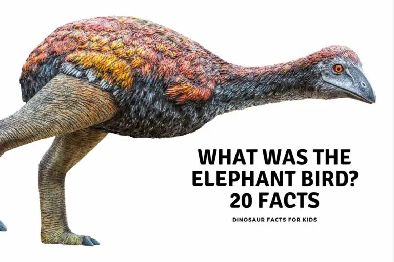 What was The Elephant Bird: 15 Facts