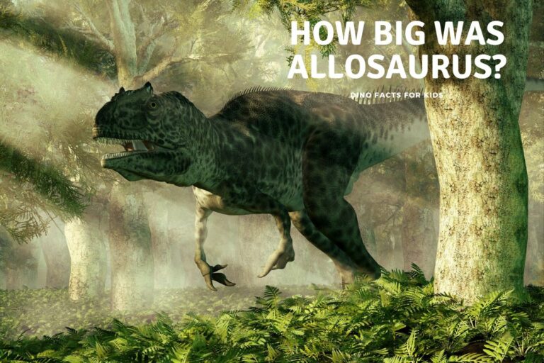How Big Was Allosaurus?