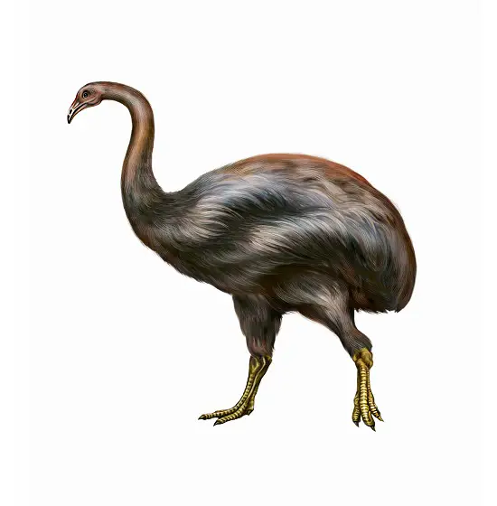 what is the elephant bird