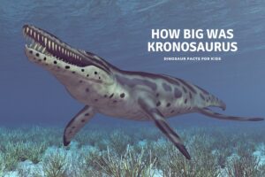 how big was kronosaurus