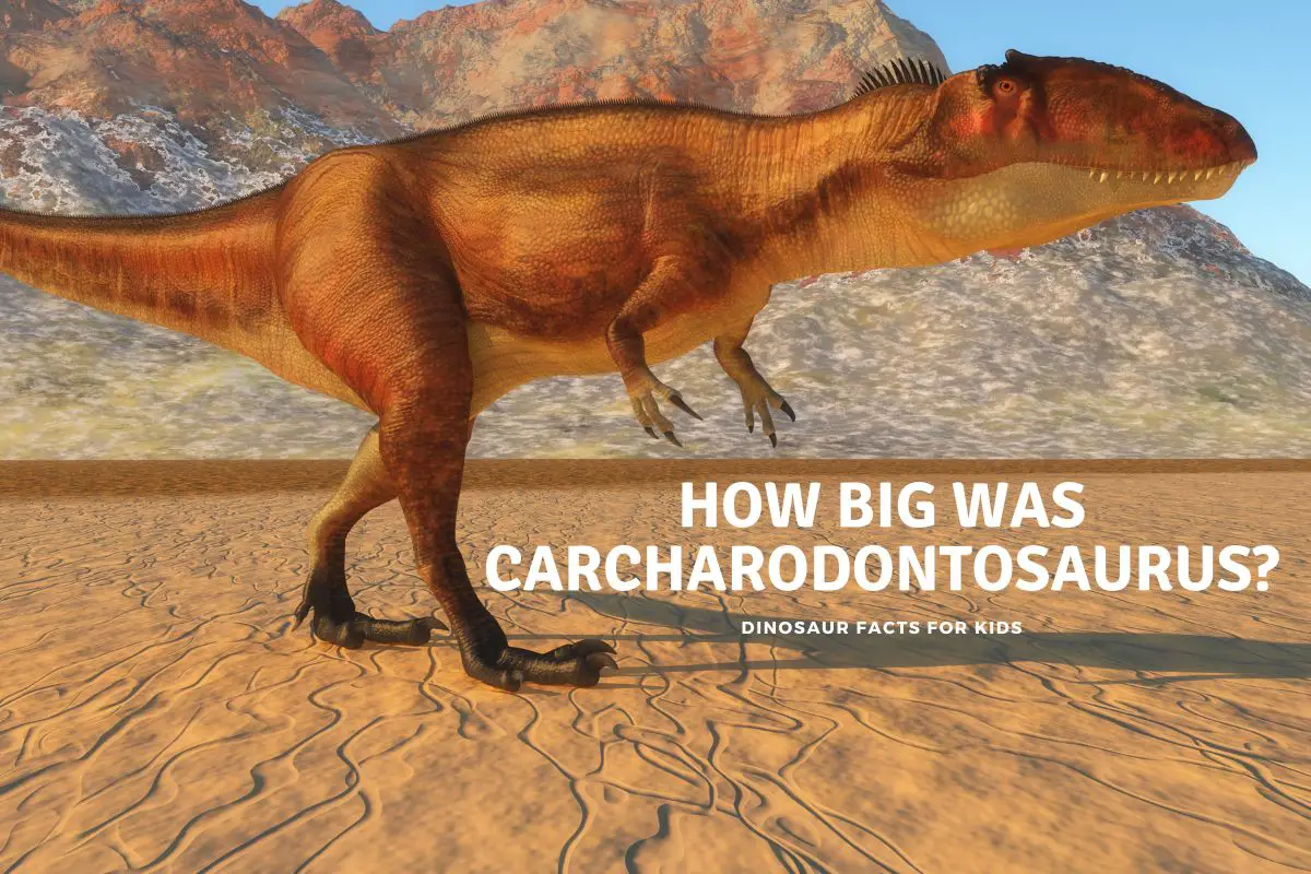 Carcharodontosaurus size