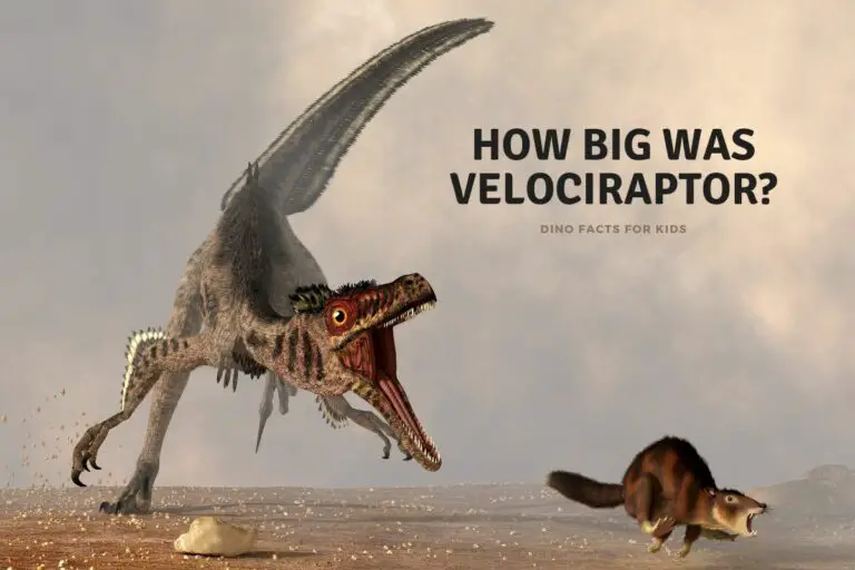 How Big Was Velociraptor?