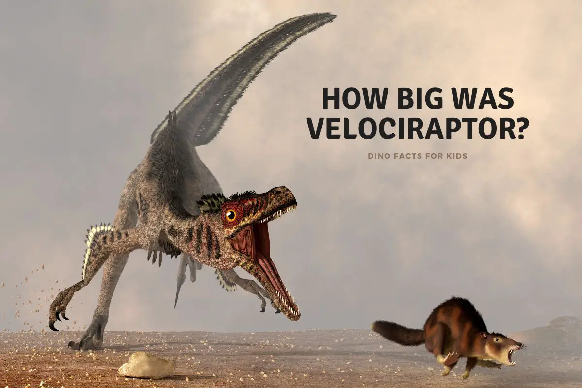 How Big Was Velociraptor