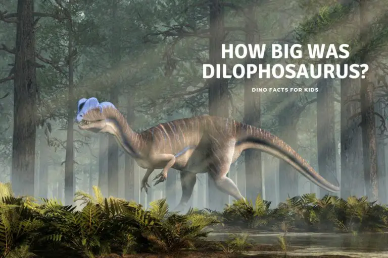 How Big was Dilophosaurus?
