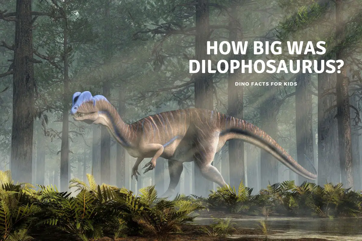 how big is dilophosaurus
