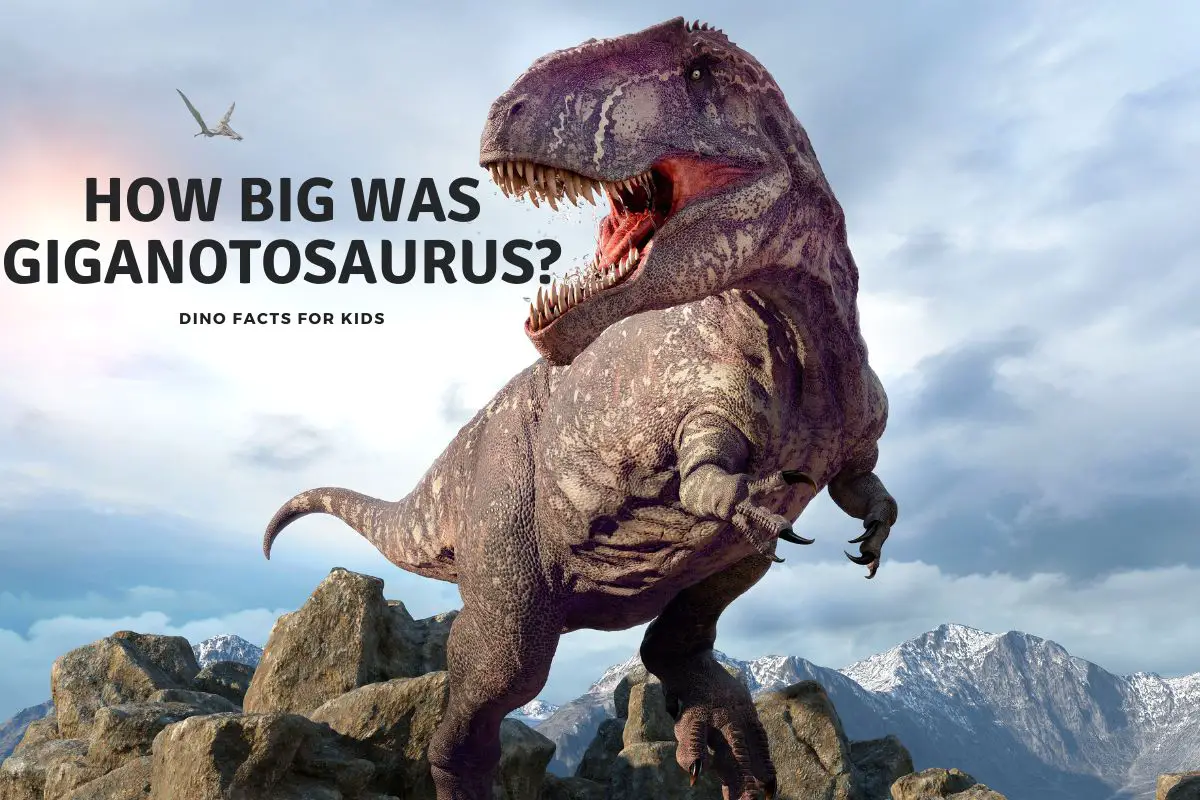 how big was giganotosaurus