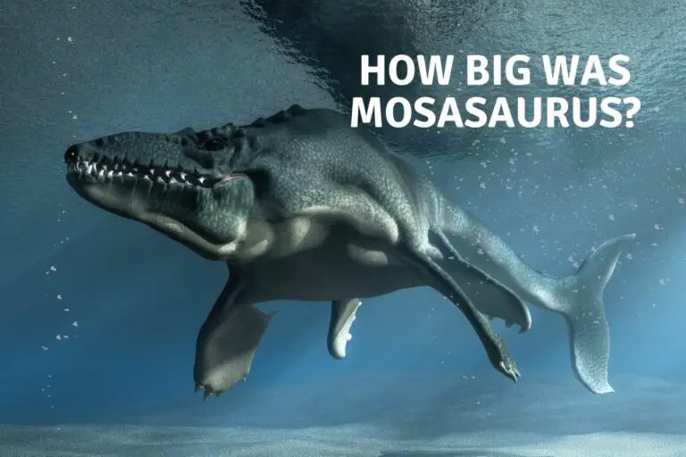 How big was Mosasaurus?