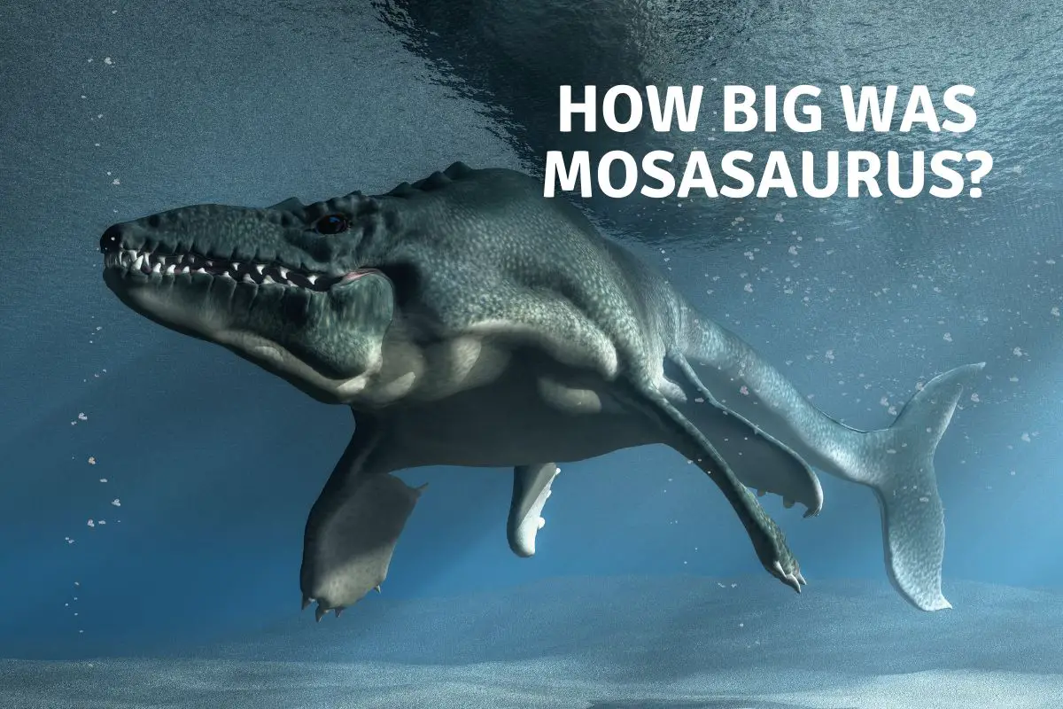 How big was mosasaurus