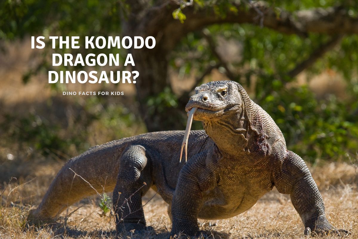Is the Komodo Dragon a Dinosaur