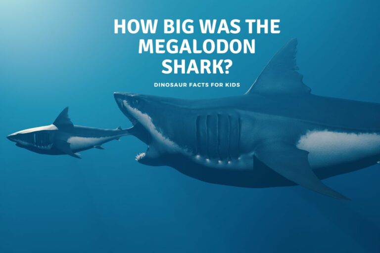 How Big Was Megalodon Shark