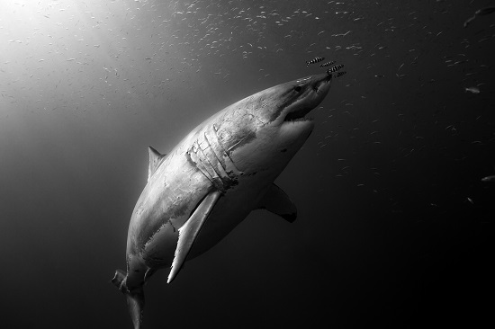 how big was megalodon compared to great white shark