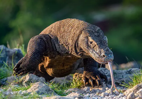 
Is the Komodo Dragon a Dinosaur