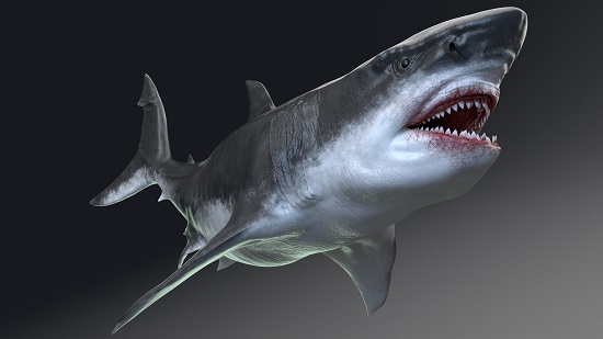 Could Megalodon Eat Giant Squid