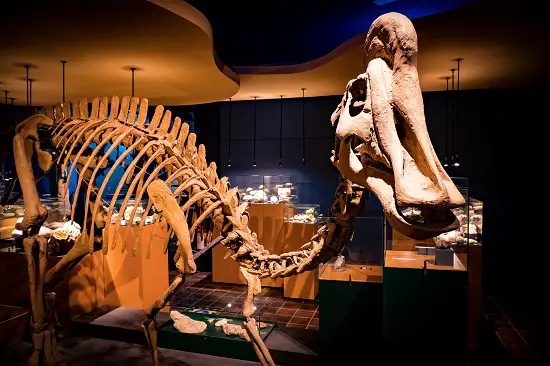What dinosaur had more than 500 teeth