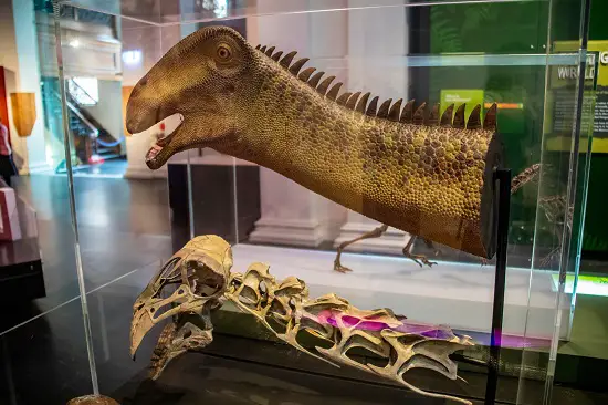 What dinosaur had 500 teeth