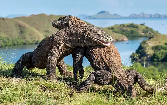 
Is the Komodo Dragon a Dinosaur