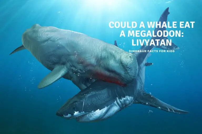 Could a Whale eat a Megalodon: Livyatan Vs. Megalodon.
