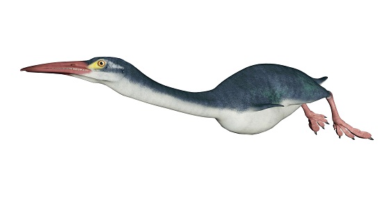 Hesperornis 