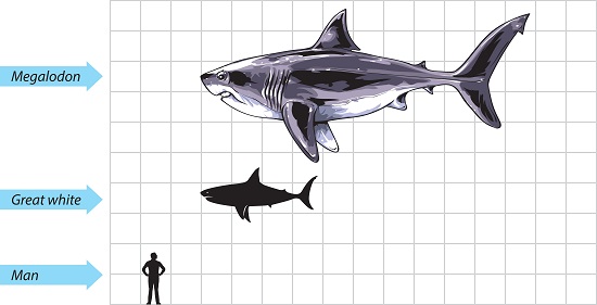 Could Megalodon Eat Giant Squid