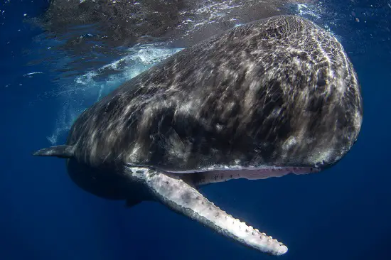 Could a Whale eat a Megalodon: Livyatan Vs. Megalodon