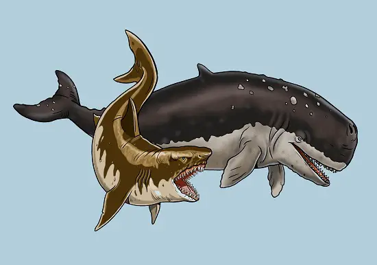 Could a Whale eat a Megalodon: Livyatan Vs. Megalodon