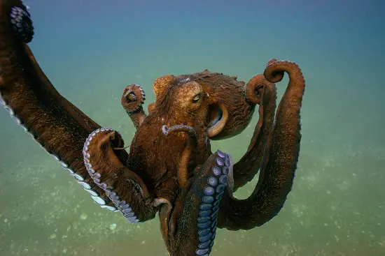 Could a Giant octopus Kill a Megalodon?