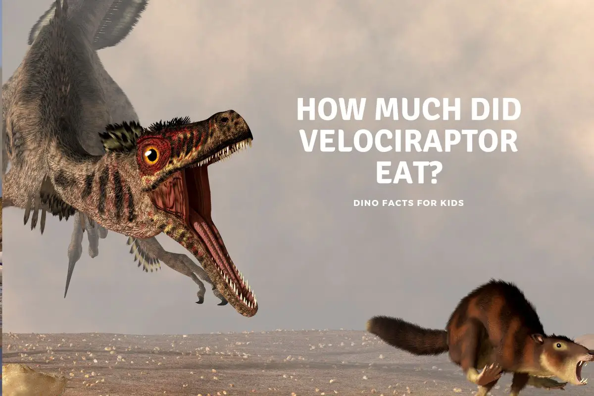 how-much-did-velociraptor-eat-dinosaur-facts-for-kids