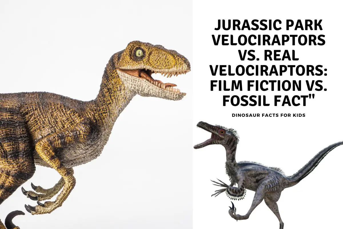 Jurassic Park Velociraptors Vs Real Velociraptors Film Fiction Vs Fossil Fact Dinosaur 
