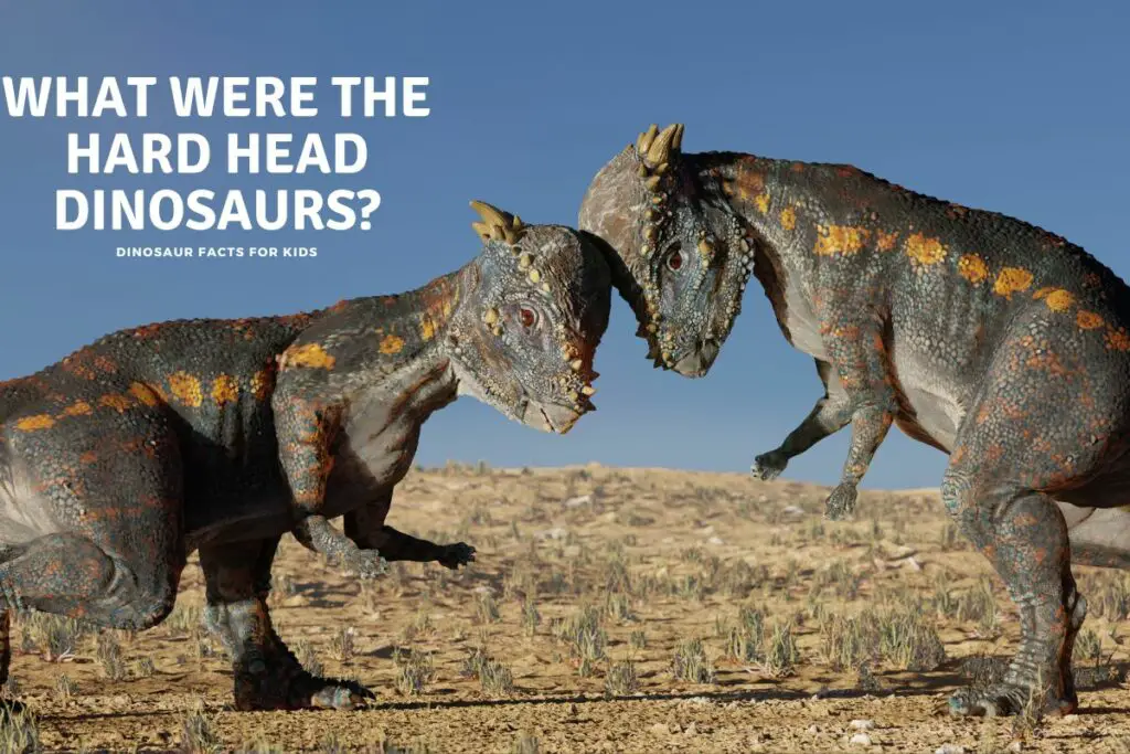 What Were The Hard Head Dinosaurs